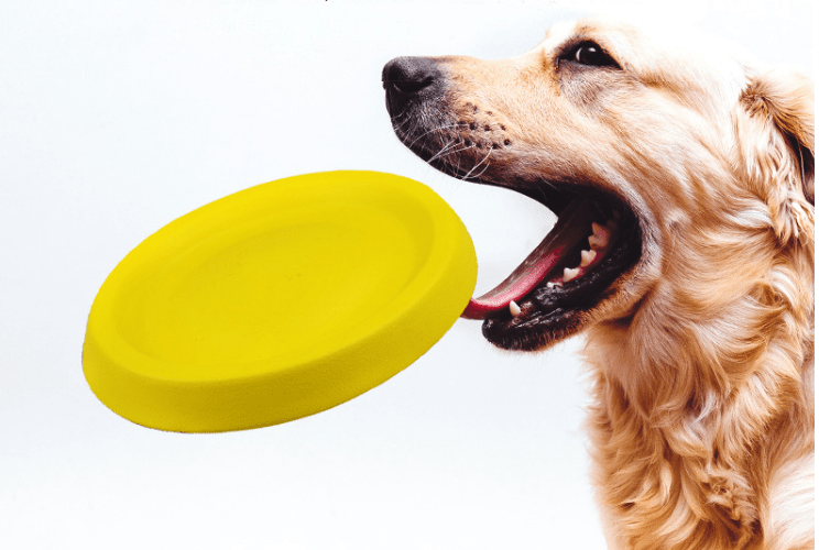 FetchMaster Dogs Throwing Plastic Toys- The Nevermore Pet Toys